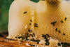 Warum sind die Bienen so bedroht?