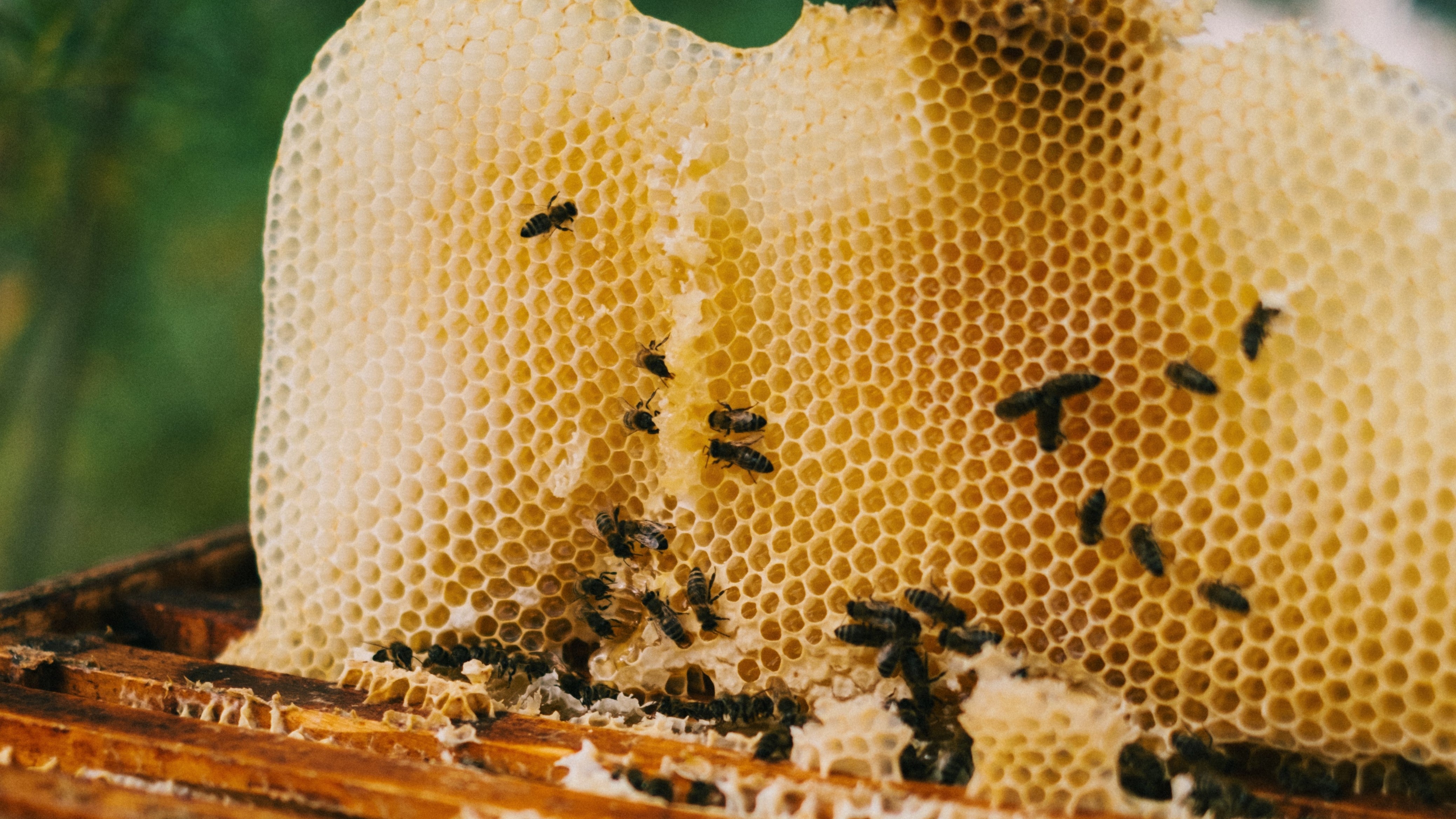 Warum sind die Bienen so bedroht?