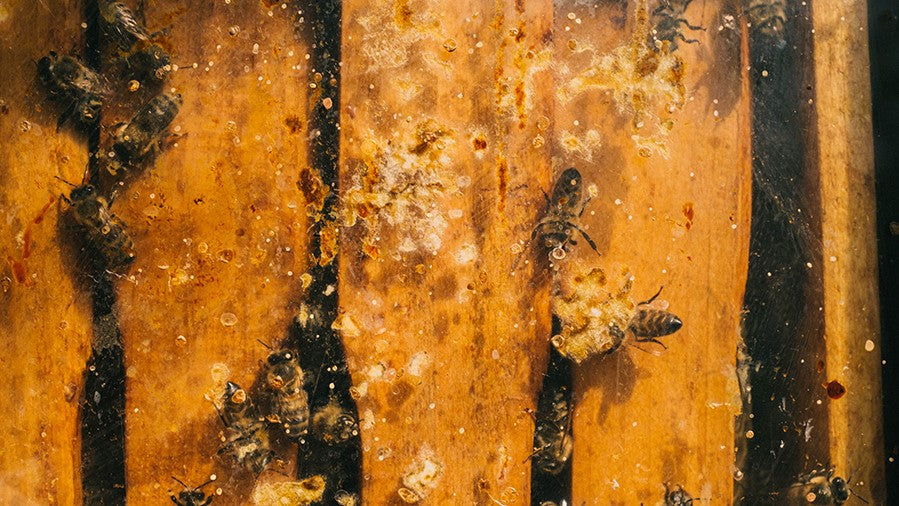 Bienenwachs wesensgerechte Bienenhaltung bienenstock zu sehen demeter honig